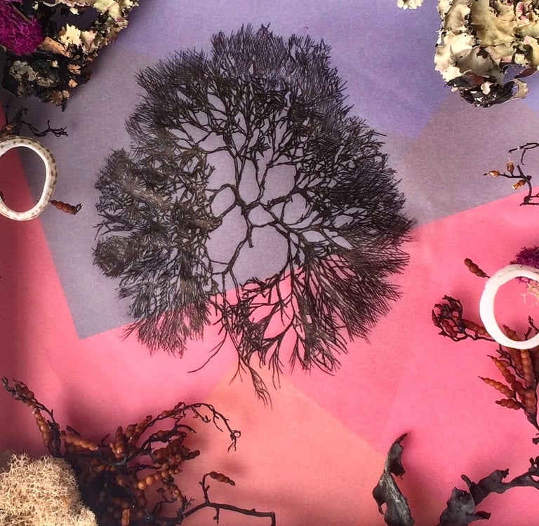 a drawing of seaweed surrounded by real seaweed and shells on a purple and pink background