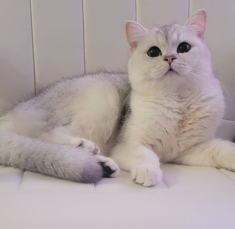 White BSH Parent Cat www.prettybrity.com