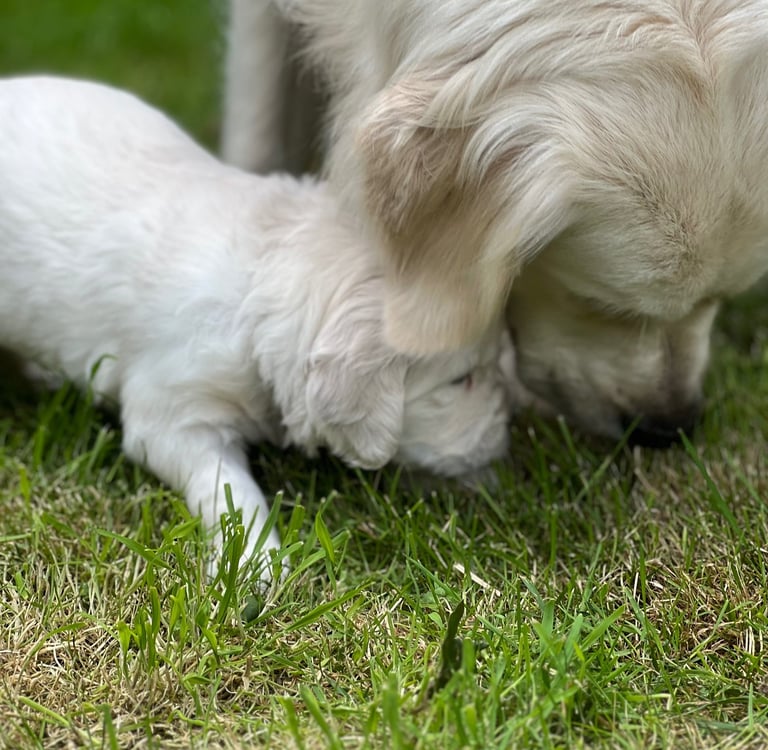 Mummy what is that smell?
