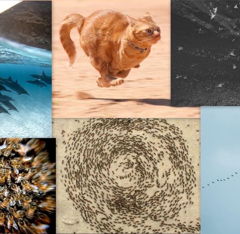 Earth spin animals: Dolphin spiral, bird flight, ant circles, cat zoomies.