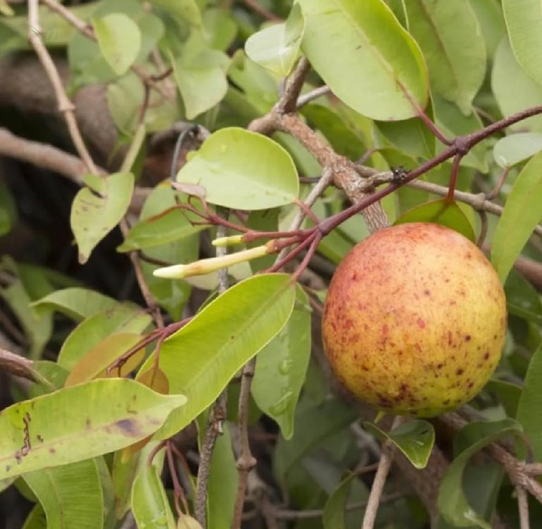 Suplemento de Mangabeira: O Que É, Para Que Serve, Benefícios