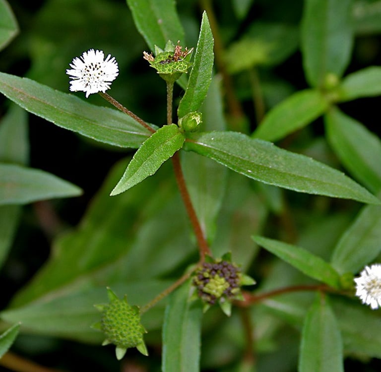 Suplemento de Erva-Botão: o que é, para que serve, benefícios