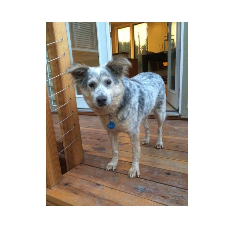 Bailey gains confidence with behavior modification