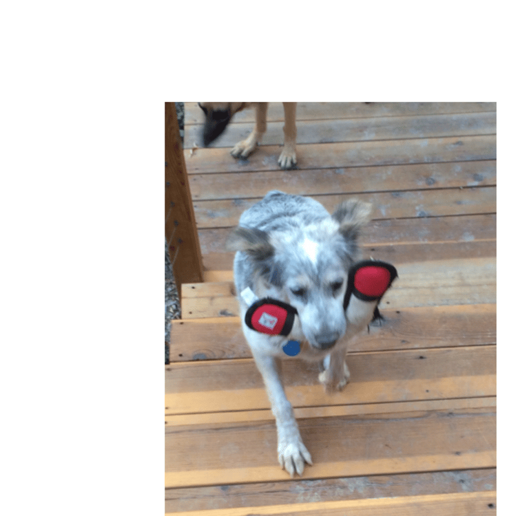 Bailey's behavior modificaiton journey, toys are fun