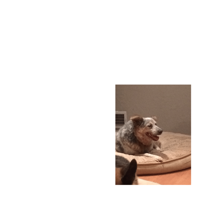 Bailey learning how to relax with behavior modification