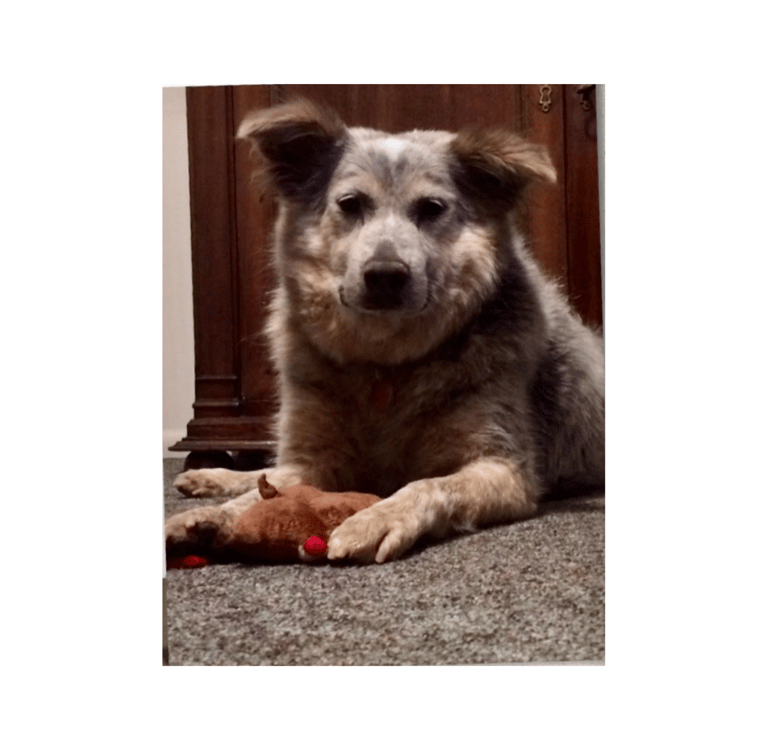 Bailey, confident and happy in her forever home