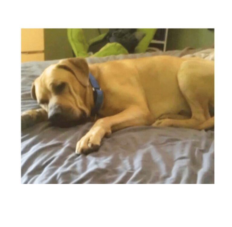 Balou becoming confident