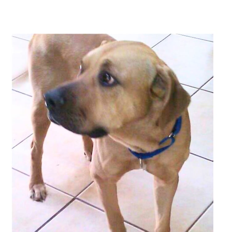 Balou fearful dog prior to behavior modification