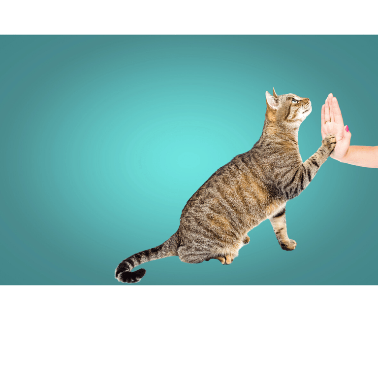 Behavior modification and training for cats