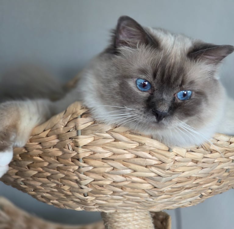 Blåmasket Hellig Birma Hannkatt - Safir