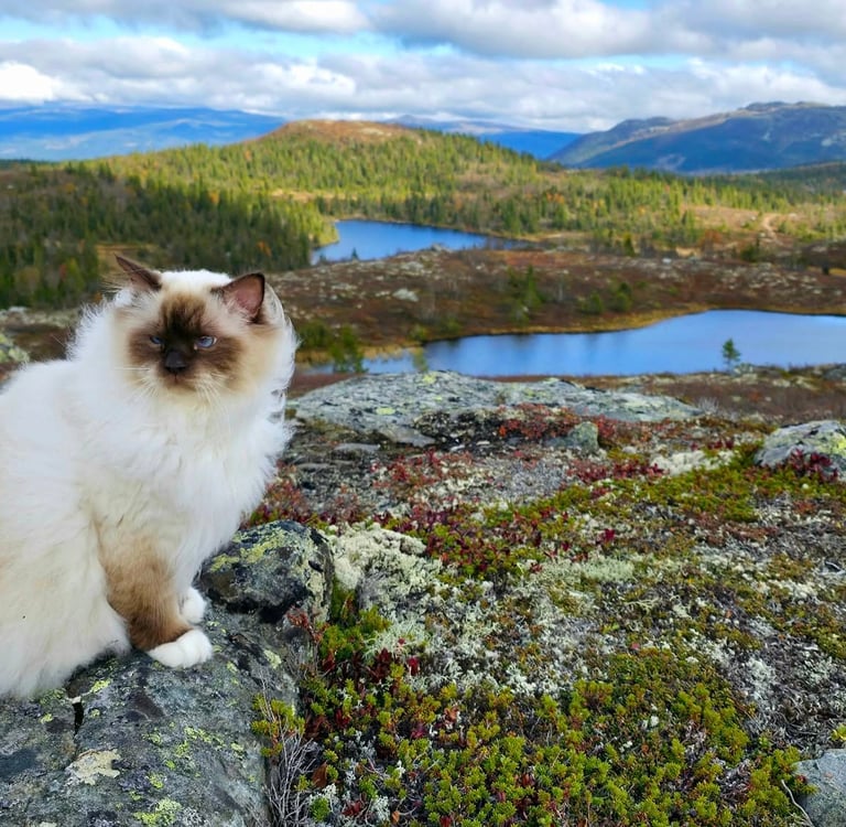 Sjokolademasket Hellig Birma | Supreme Premier Sofus Armani