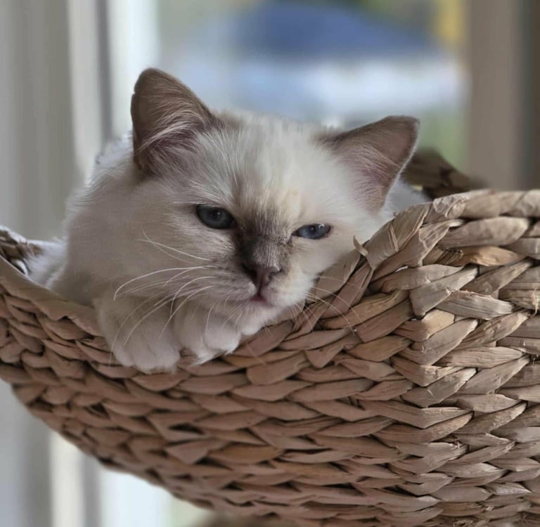 En lillamasket Hellig Birma kattunge som koser seg i kurven sin Gaustatoppens Lavender Grace of May