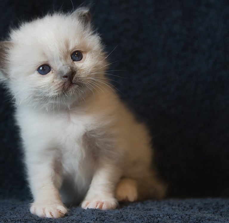 Blåmasket Hellig Birma kattunge gutt