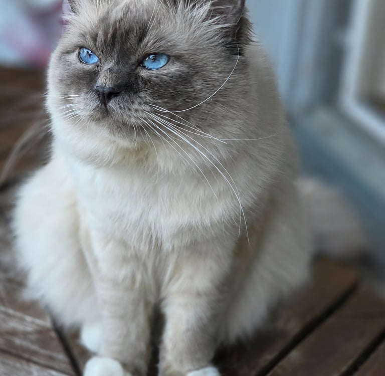 Blåmasket Hellig Birma Hannkatt - Safir