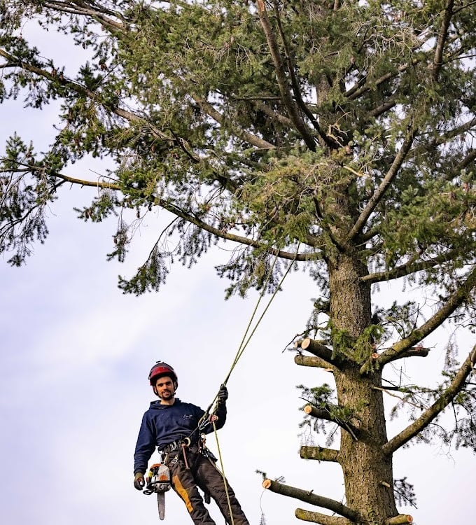élagueur grimpeur encordé dans un arbre
