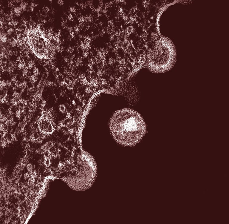 Image credit: National Institute of Allergy and Infectious Diseases from Unsplash