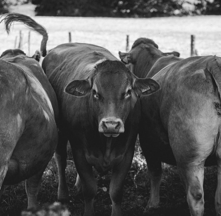 Vacas con buena condición corporal