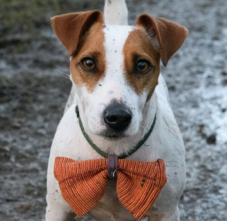 Un portrait d'un petit chien portant un nœud papillon