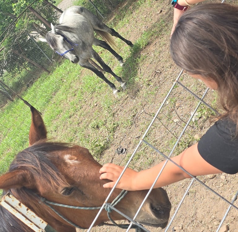 a young girl petting a young horse through a fence