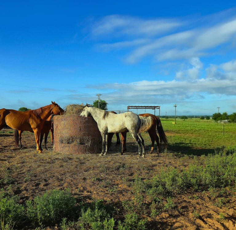 a group of horses standing in a field eating hay