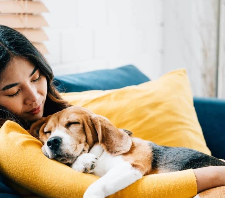 calm dog sleeping in its owners arms