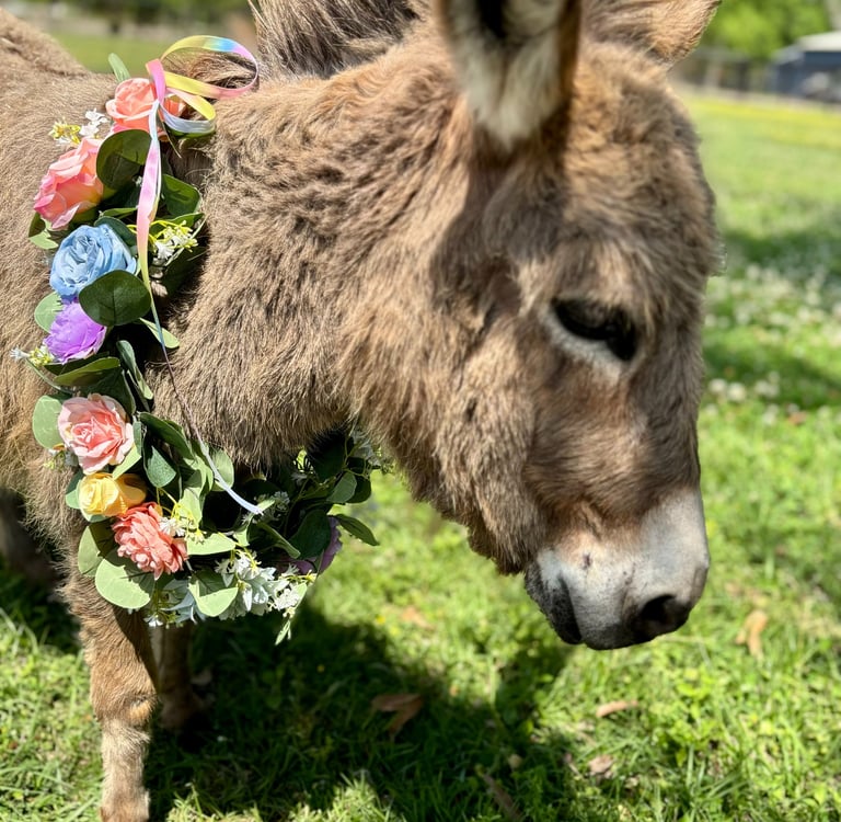 Mini Donkey Photo Sessions with Ruby Mae