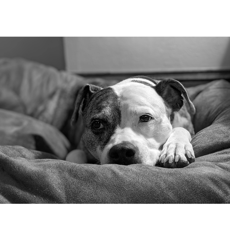 anxious dog laying on bed
