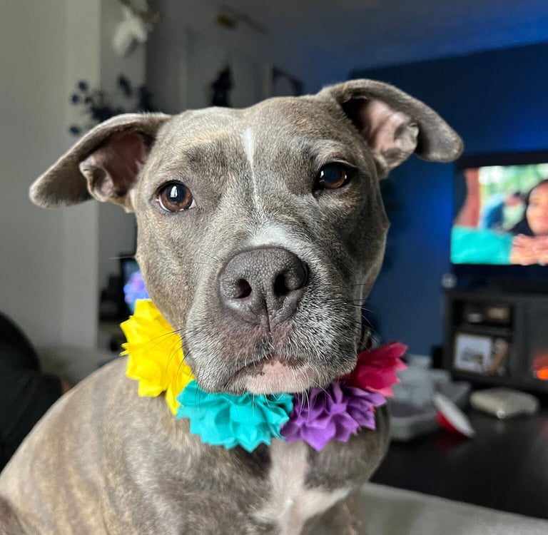 A gray dog with a soulful expression wears a colorful flower lei of yellow, blue, and purple.