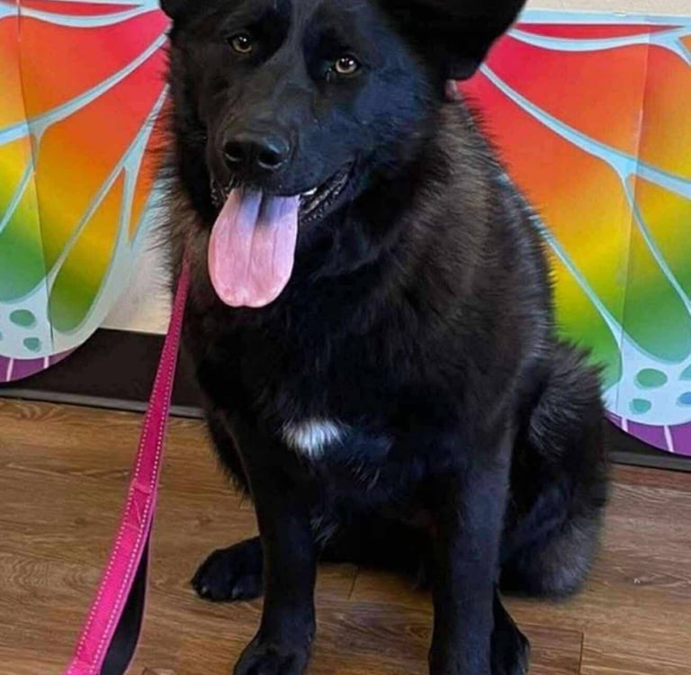 A black dog with a fluffy coat and a pink leash sits on a wooden floor. 