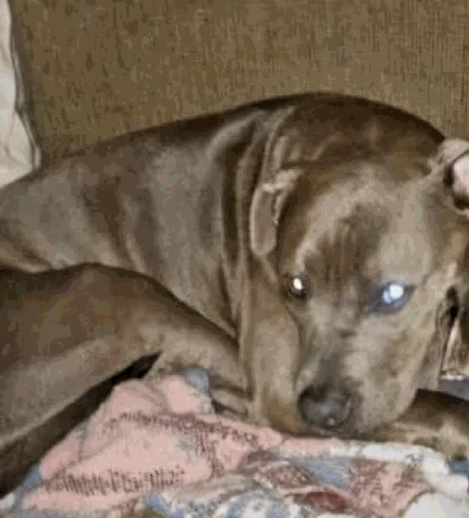 Brown dog with light blue eyes rests on a tan couch, lying next to a multicolored blanket. 