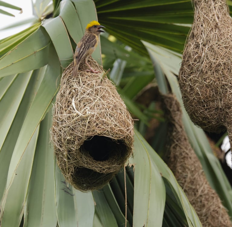 A shadowed, symbolic image of an empty branch or abandoned nest (no injured birds shown).