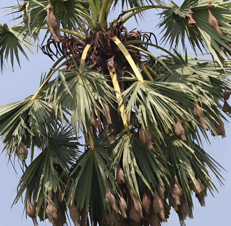 Baya Weaver habitat showing an nesting trees affected by environmental and manmade causes