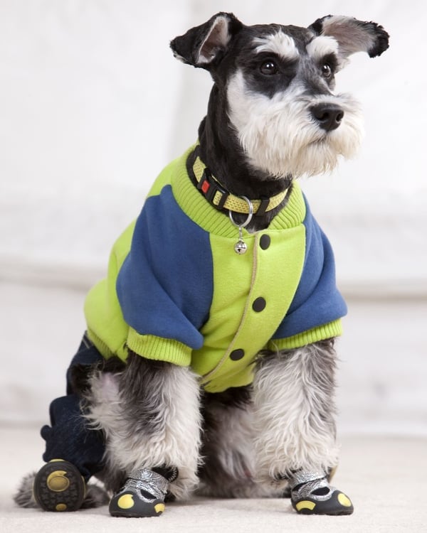 schnauzer negro con gris sando un sueter azul con verde y botitas en sus cuatro patas
