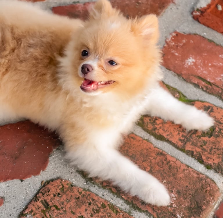 Liebe, a six-pound orange sable Toy Pomeranian