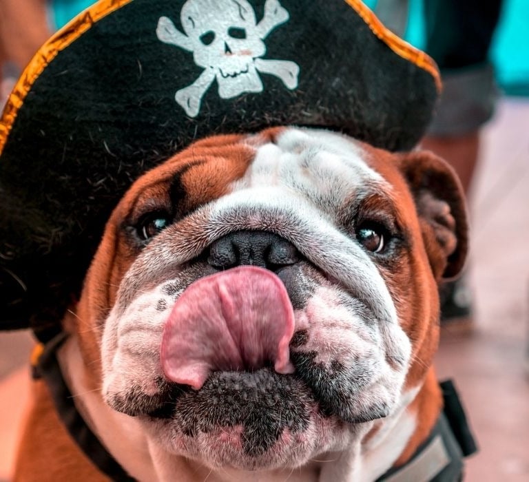bulldog dressed as a pirate licking nose