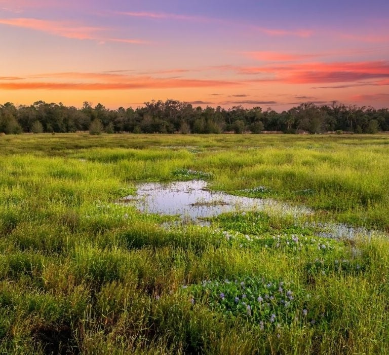 central florida swamp land