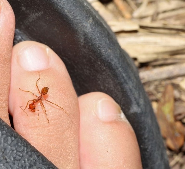fire ant biting a person's toe