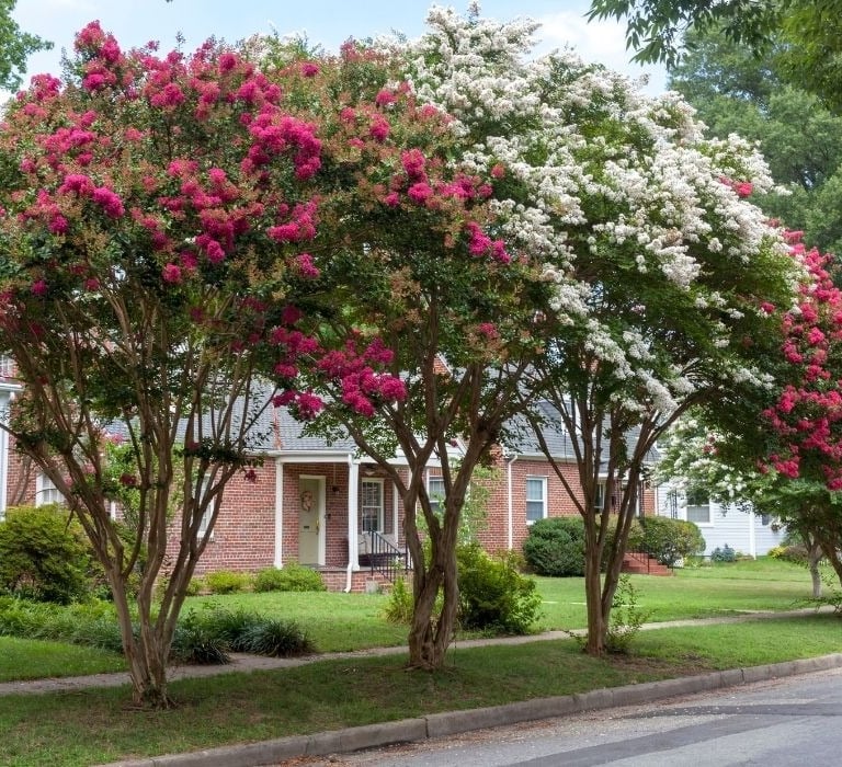 flowered trees lining neighborhood street