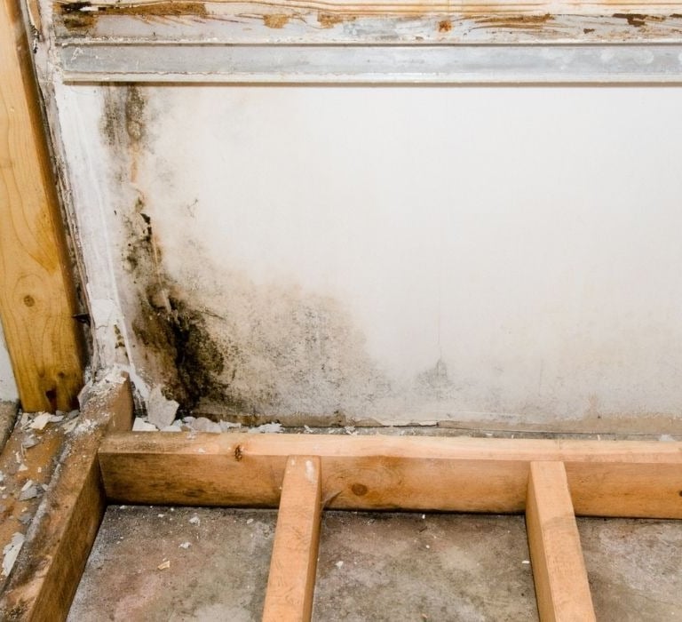 corner of room has black mold growing