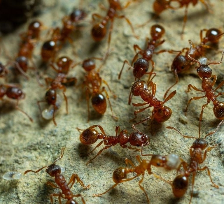 fire ant swarm on rock