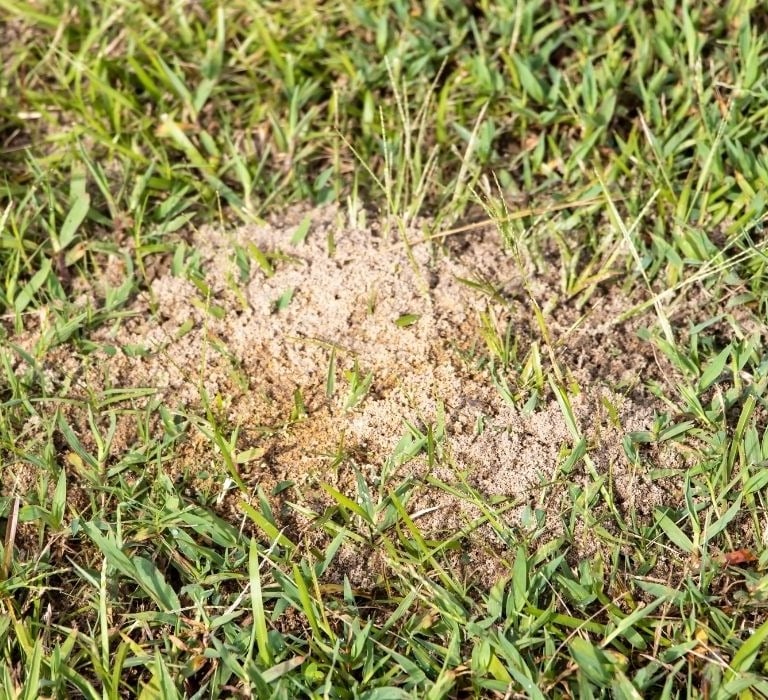 poison on ant mound
