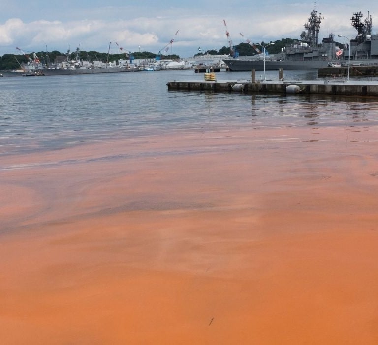 florida red tide in gulf near homes