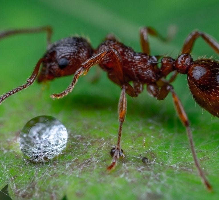 fire-ant on a green leave with water drop
