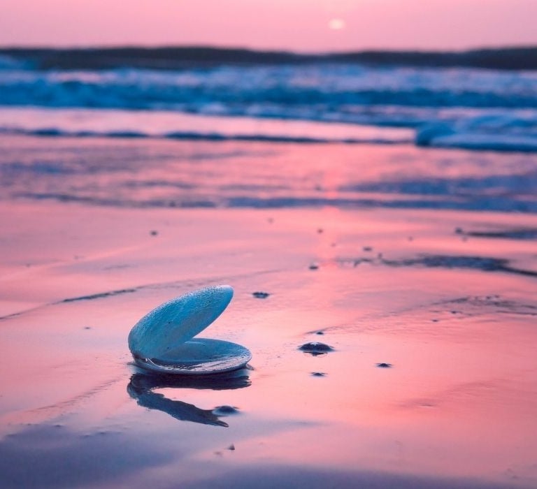 seashell on Florida beach at subset