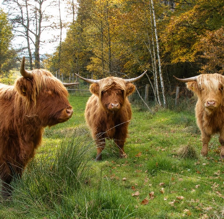 Troupeau de Highland Cattle en automne