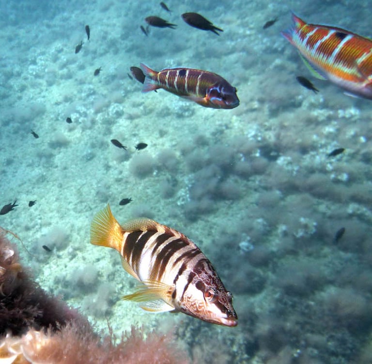 Fish species (Serranus scriba, Thalassoma pavo and Chromis chromis) photographed in waters near El P