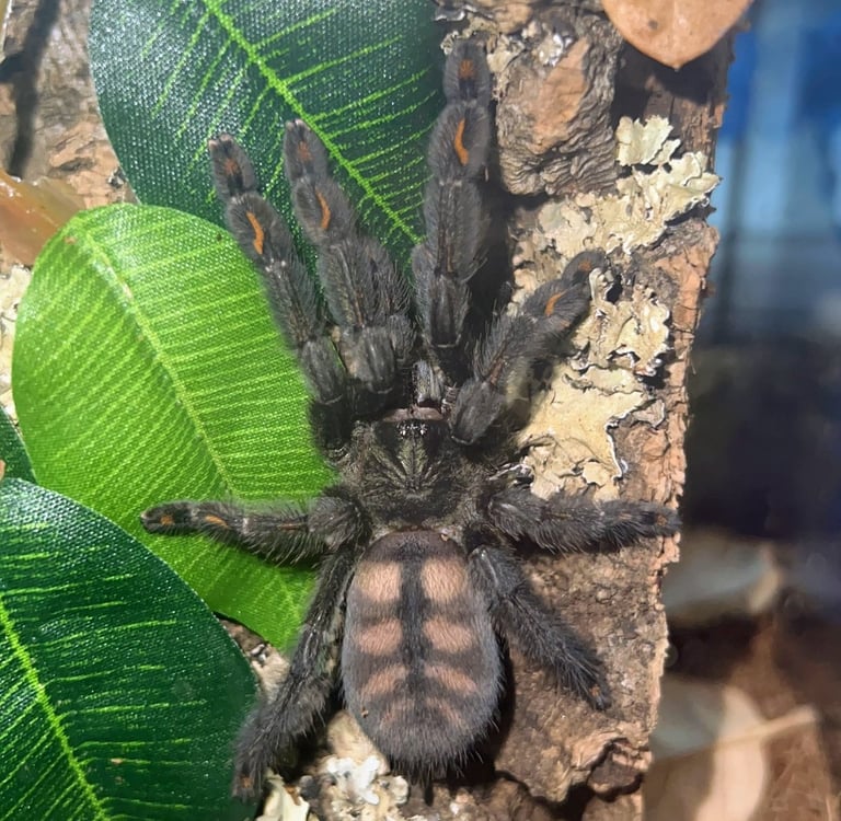 Venezuelan Sun Tiger Tarantula
