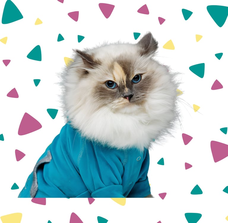Gato Ragdoll de ojos azules con una camiseta azul.