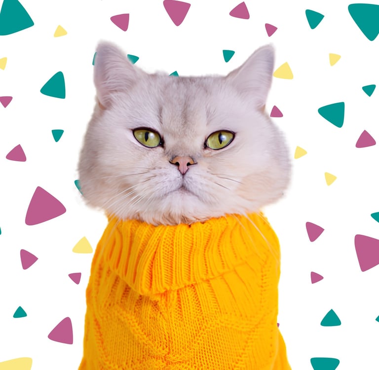 Gato British Shorthair con un suéter tejido amarillo brillante.