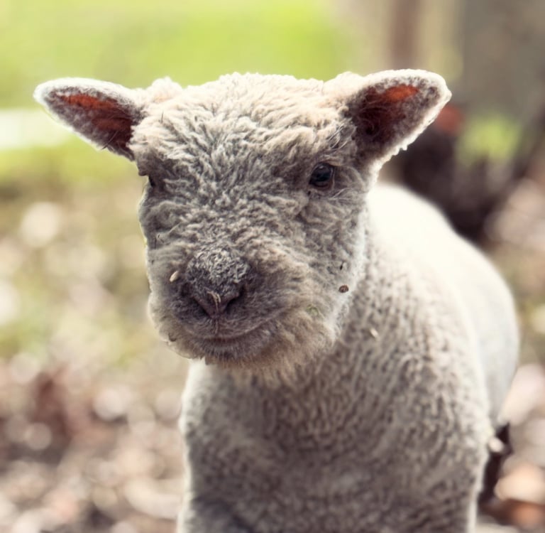 baby doll sheep